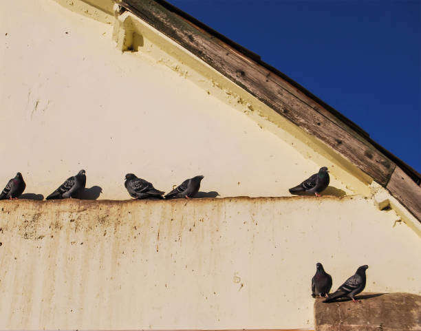 istock A few wild pigeons sit under the roof 908228060