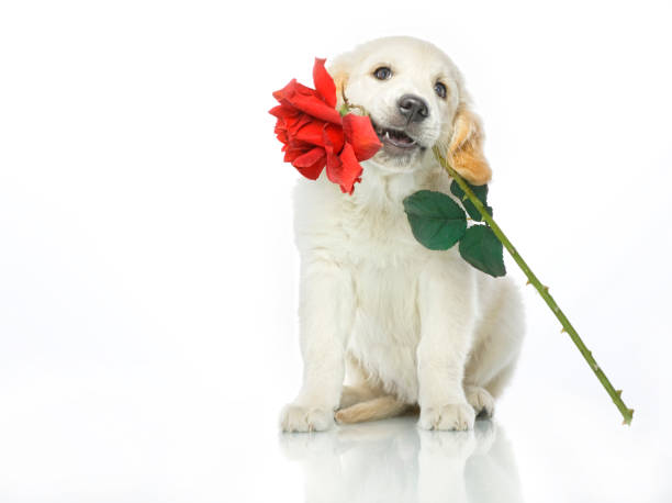 istock puppy with red rose flower 908230488