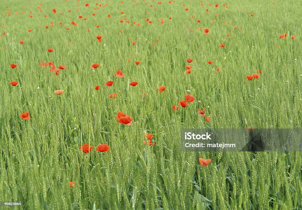 Corn poppy field - Lizenzfrei Agrarbetrieb Stock-Foto