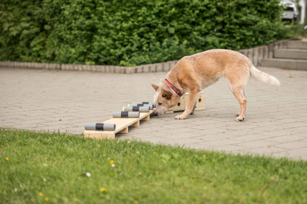 Dog search with nose in search box - Australia Cattle dog