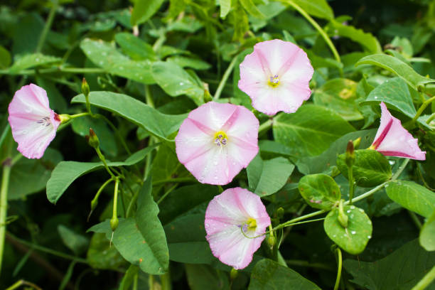 istock Petunia flowers in the garden 908231938