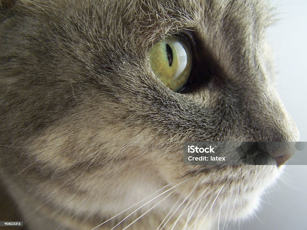 Cat's профиль - Стоковые фото Белый фон роялти-фри