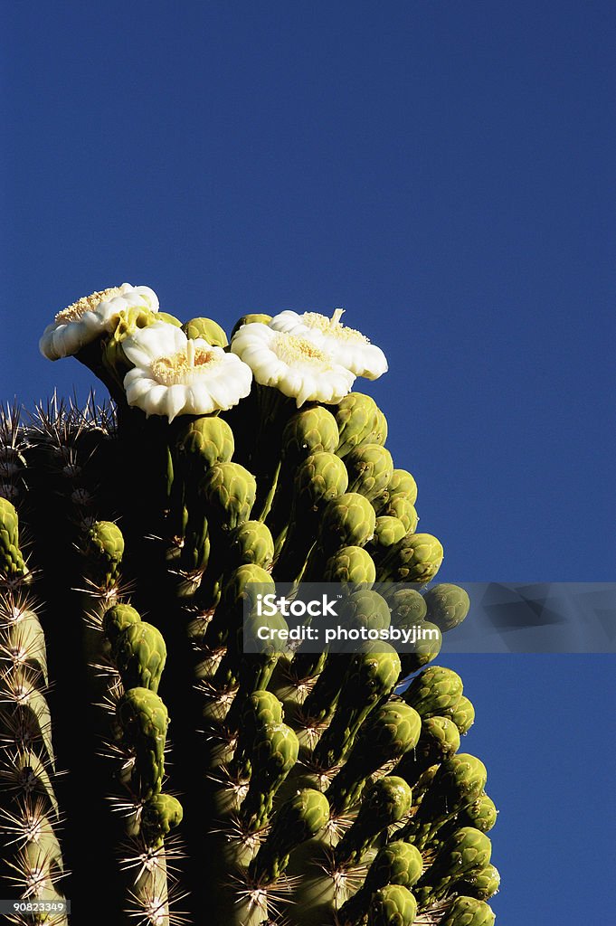 Fiori di Saguaro 2 - Foto stock royalty-free di Affilato