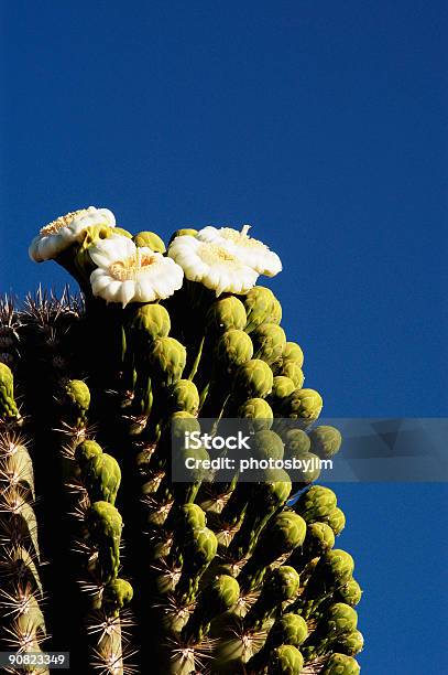 Fiori Di Saguaro 2 - Fotografie stock e altre immagini di Affilato - Affilato, Ago - Parte della pianta, Ambientazione esterna
