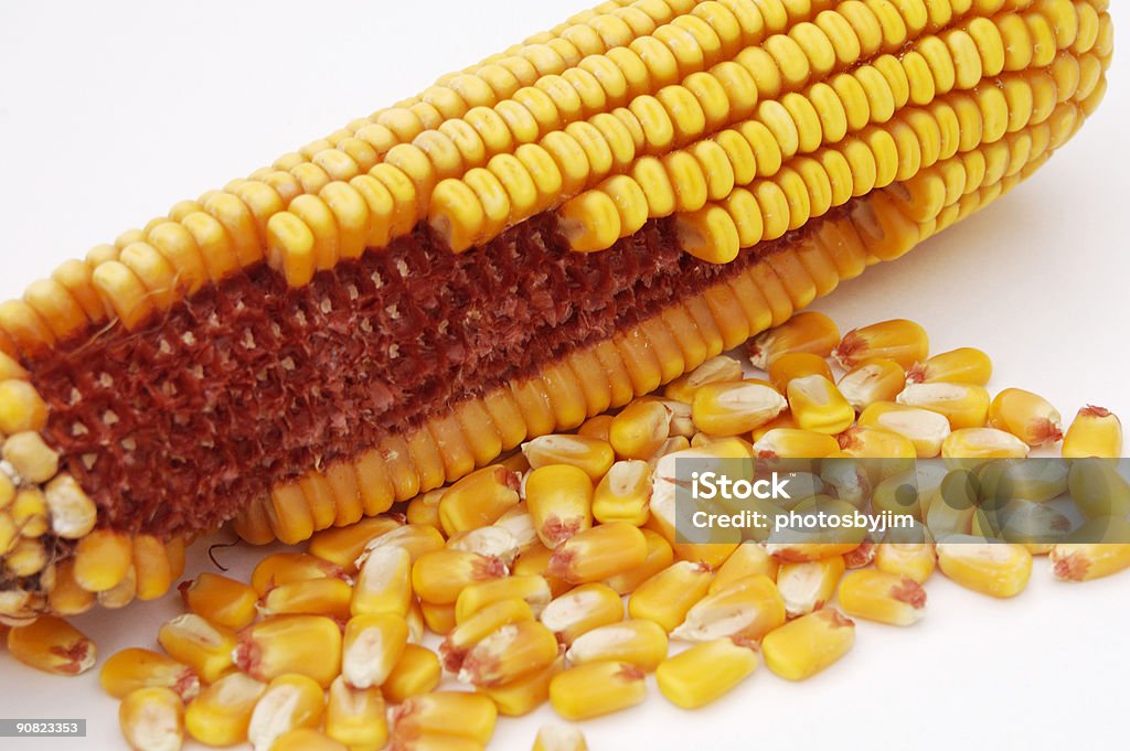 Ear of Corn 2  Agricultural Field Stock Photo