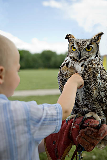 istock Boy and His Pet Owl. 90823375