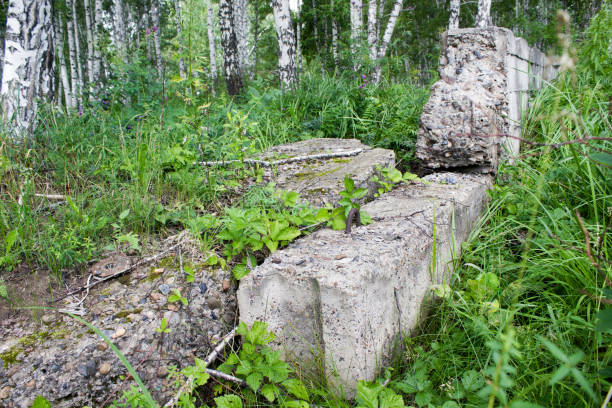 istock Old concrete blocks in a summer forest 908235160
