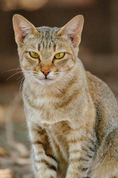 istock Cat is looking to you , cat 908235164