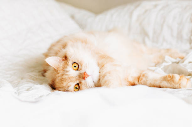 istock Cat is looking to you ,cat 908235794