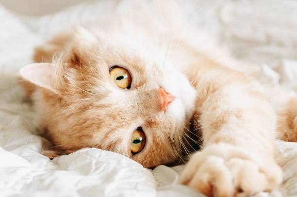 istock Cat is looking to you now , cat 908235838