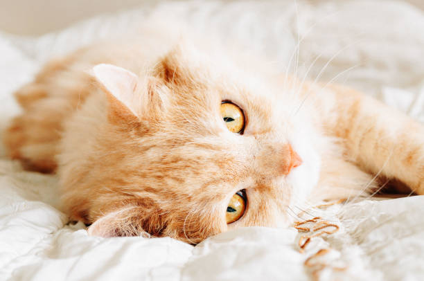 istock Cat is looking to you , cat 908235886