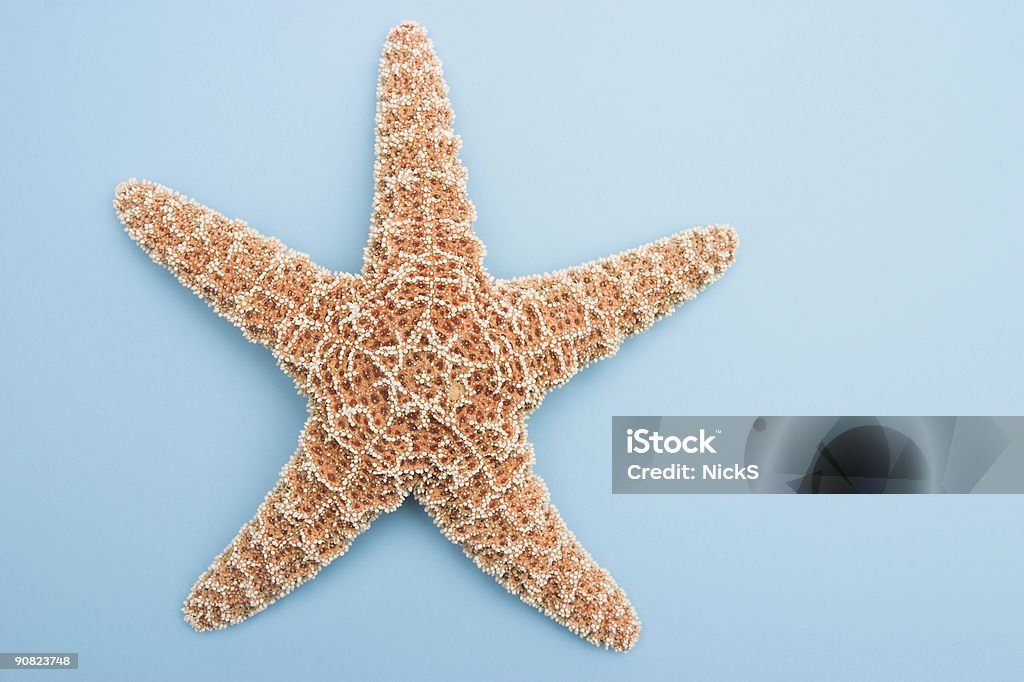Estrella de mar sobre azul - Foto de stock de Actividad de fin de semana libre de derechos