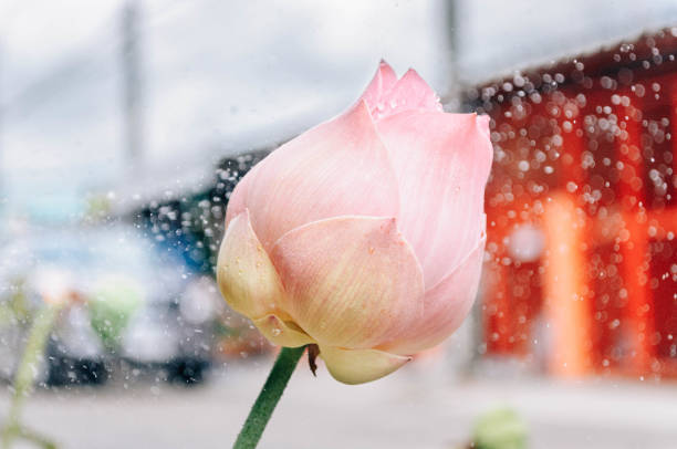 Lotus in the rain