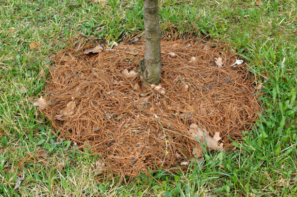 istock Mulching is a large part of gardening 908238774