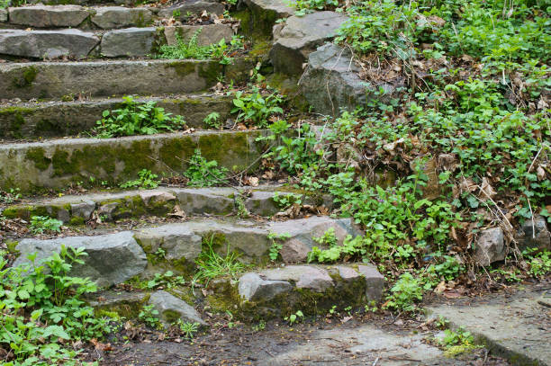 istock Stone stairs in the forest 908238846