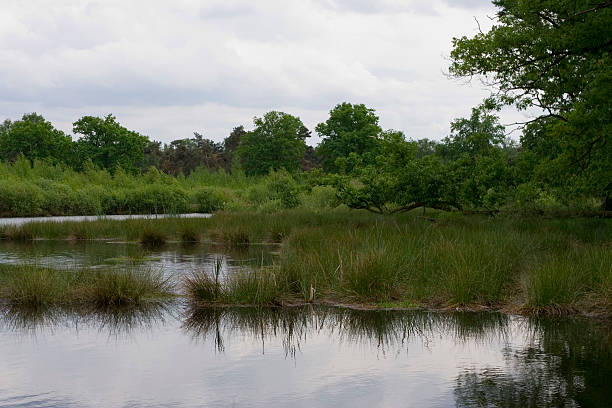 trees and water stock photo