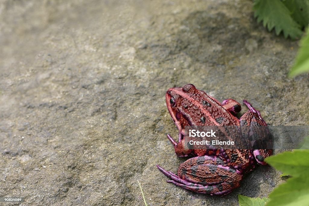 Czerwona żaba - Zbiór zdjęć royalty-free (Bez ludzi)