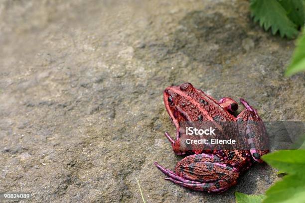 Rã Vermelha - Fotografias de stock e mais imagens de Animal - Animal, Animal Doméstico, Ao Ar Livre