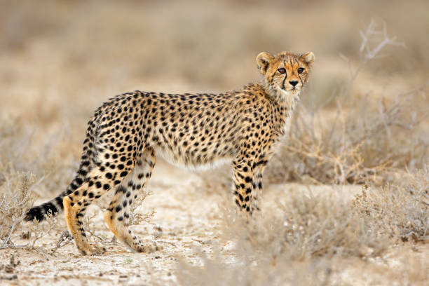 istock Young cheetah in natural habitat 908240968