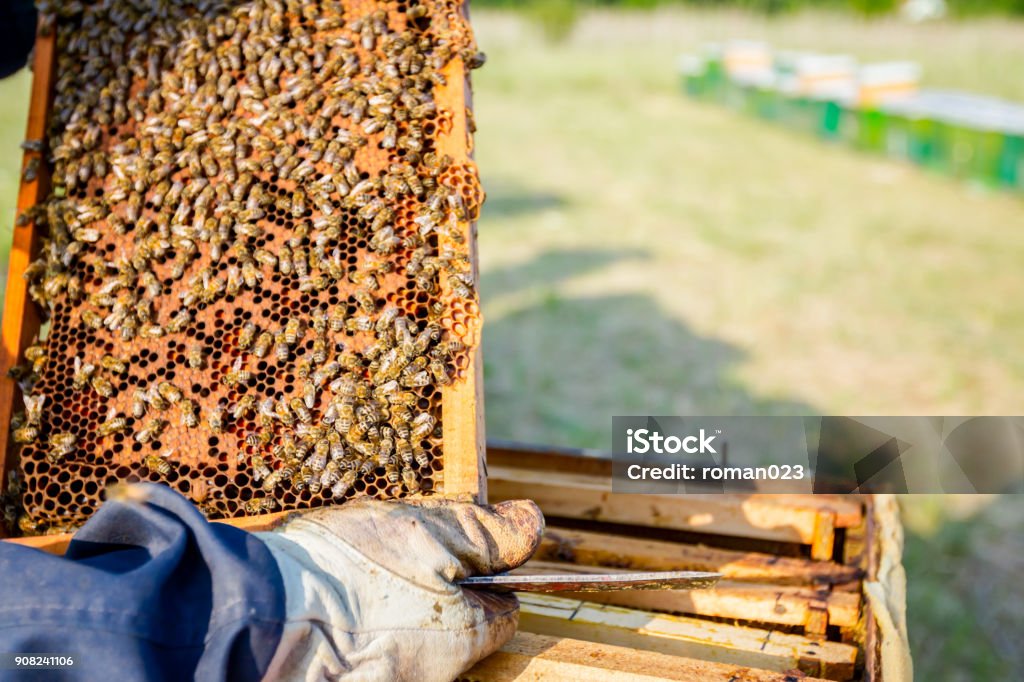 Apiarist, beekeeper is holding honeycomb with bees Beekeeper is holding up wooden frame with bees to control situation in bee colony. Agriculture Stock Photo