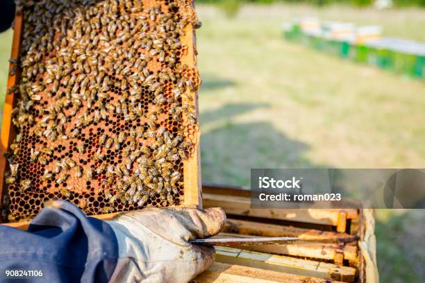 Apiarist Beekeeper Is Holding Honeycomb With Bees Stock Photo - Download Image Now - Agriculture, Animal, Animal Arm