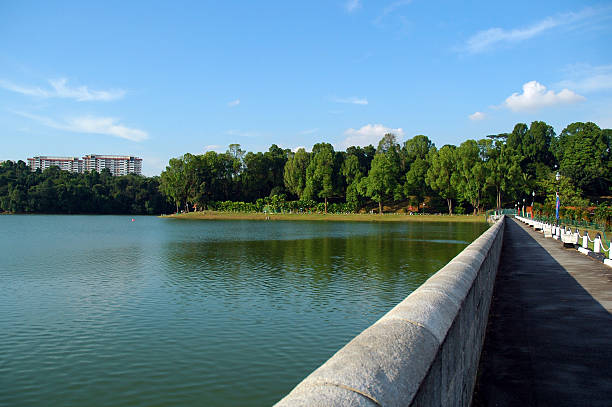 Dam no MacRitchie - foto de acervo