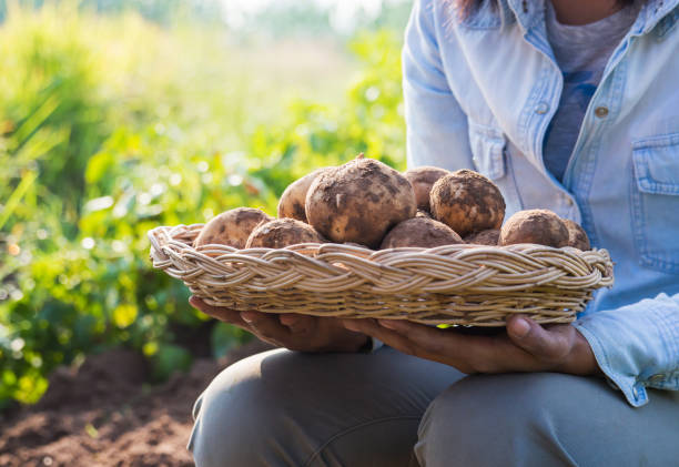 istock Farmer harvesting fresh potatoes. 908241446