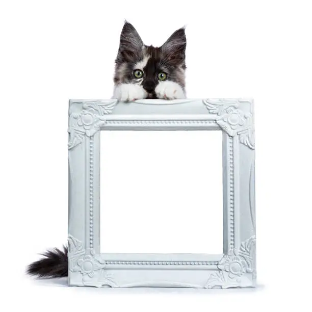 Photo of Tortie Maine Coon cat / kitten standing behind and holding up an empty /  filled with plain white photo frame