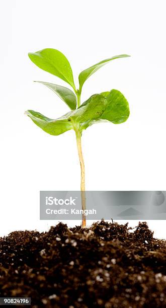 Life Beginnings 2 Stock Photo - Download Image Now - Bean, Planting, Beginnings