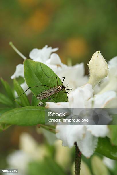 Inseto Em Branco Azálea - Fotografias de stock e mais imagens de Asa de animal - Asa de animal, Azálea, Branco