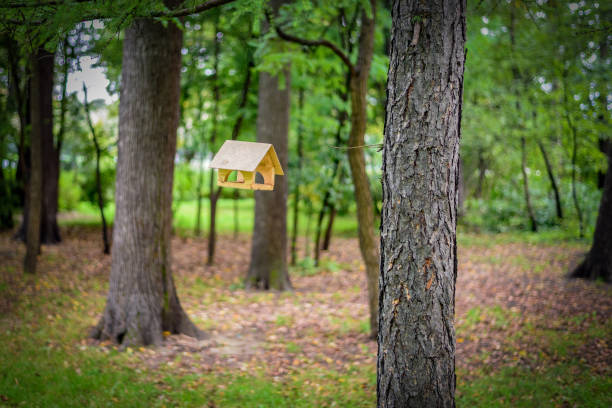istock Bird feeder in the park 908244470