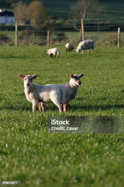 Foto de De Cordeiro e mais fotos de stock de Agricultura - Agricultura, Alegria, Animal
