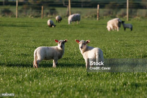 Foto de De Cordeiro e mais fotos de stock de Agricultura - Agricultura, Alegria, Animal