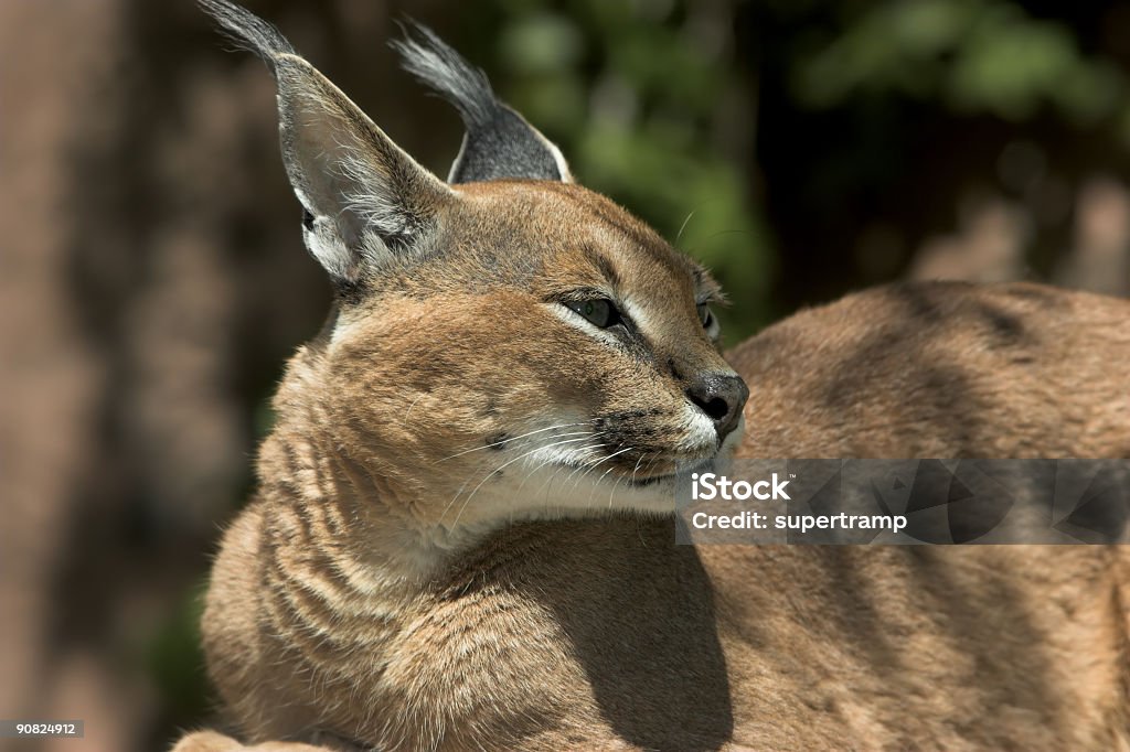 Karakal Lynx - Lizenzfrei Afrika Stock-Foto