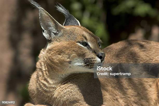 Karakal Lynx Stockfoto und mehr Bilder von Afrika - Afrika, Braun, Ebene