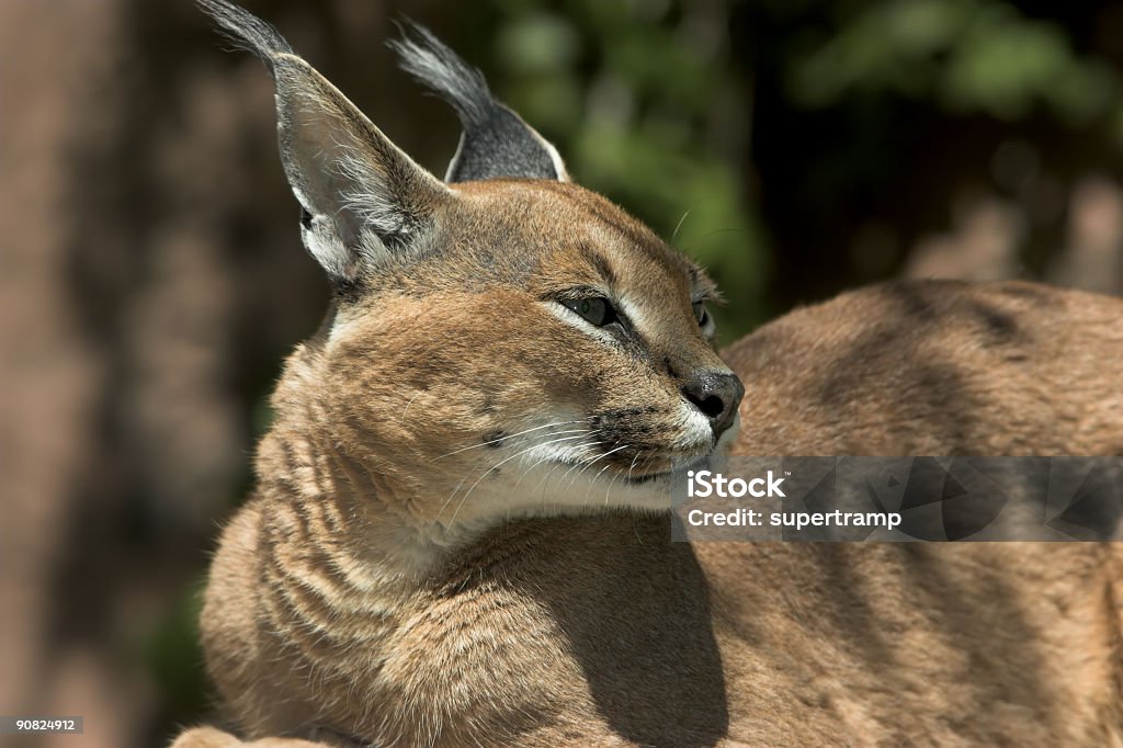 Lince del deserto Lynx - Foto stock royalty-free di Abete