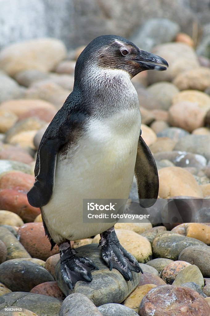 ペンギンの海岸 - 南極のロイヤリティフリーストックフォト