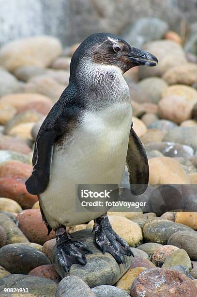 ペンギンの海岸 - 南極のストックフォトや画像を多数ご用意 - 南極, カラー画像, ペンギン