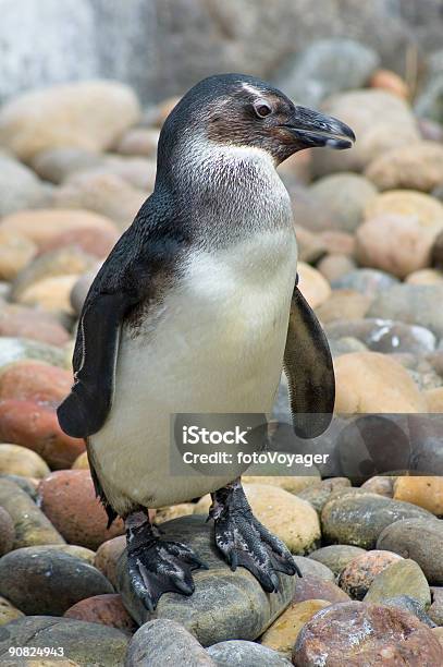 Pinguim Em Terra - Fotografias de stock e mais imagens de Antártida - Antártida, Ao Ar Livre, Ave aquática