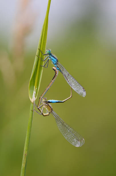 istock Beautiful dragonfly Ischnura elegans. Blue tailed Damselfly 908249470
