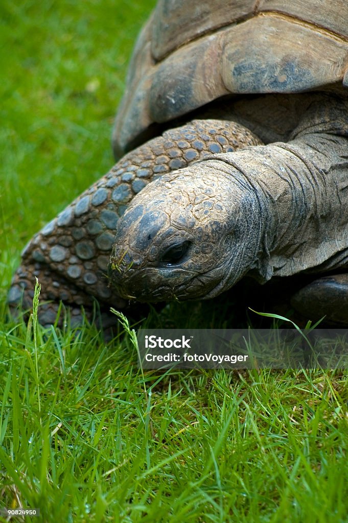 Tartaruga Gigante de Galápagos - Foto de stock de Animais em Extinção royalty-free