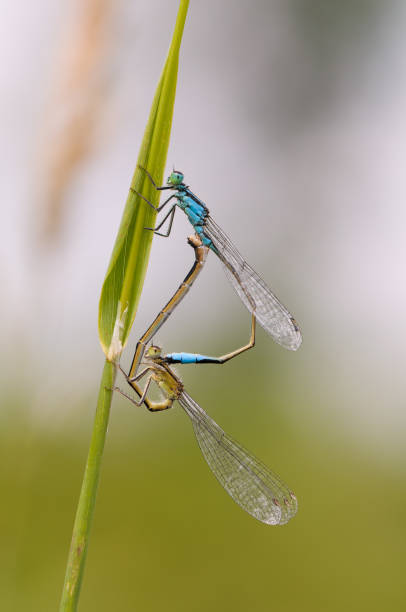 istock Beautiful dragonfly Ischnura elegans. Blue tailed Damselfly 908249524