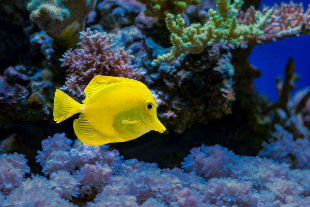 istock Fish among coral reefs as a background 908249538