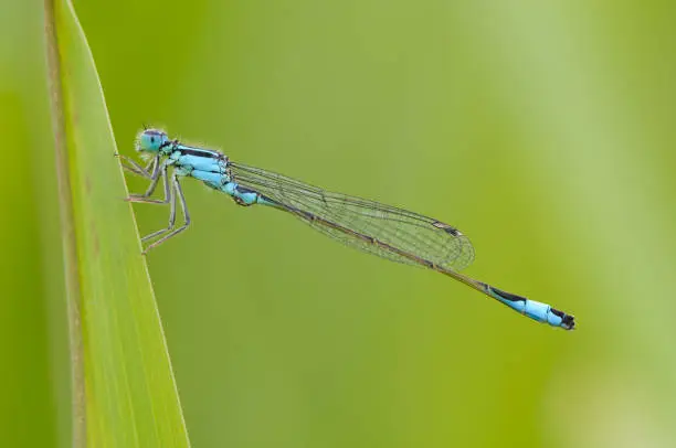 Beautiful cute dragonfly Ischnura elegans. Blue tailed DamselflyBeautiful cute dragonfly Ischnura elegans seating at grass. Typical macrophotography. Colorful wildlife closeup. Blue tailed Damselfly
