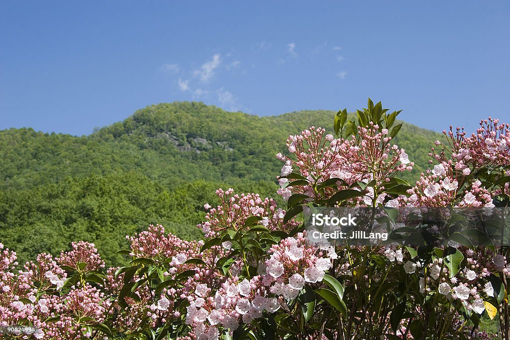 Laurier des montagnes en pleine floraison - Photo de Pennsylvanie libre de droits