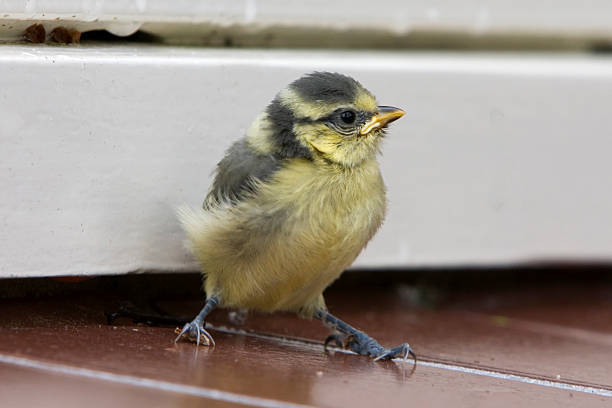 istock Young blue tit just out of the nest (Baarn, Netherlands) 90825477