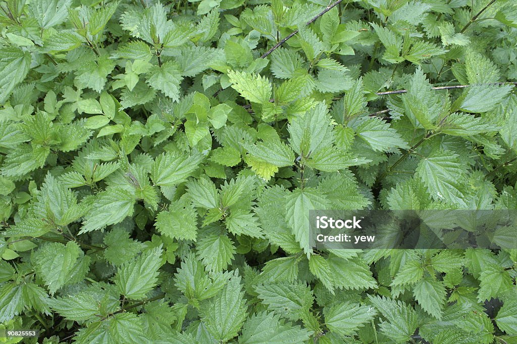 Nettles - Foto stock royalty-free di Aiuola