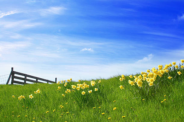 サンシャインの風景 - daffodil spring flower blue ストックフォトと画像