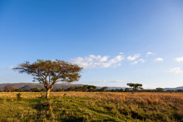 istock Acasia trees in the bushveld 908256420