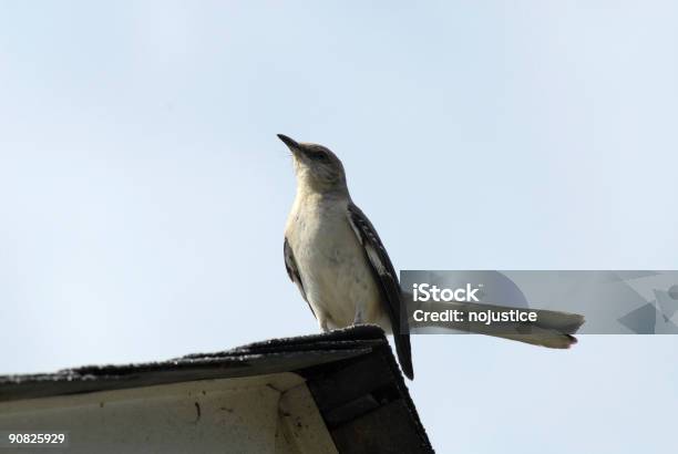 Pássaro Faz Uma Pose - Fotografias de stock e mais imagens de Bico - Bico, Boca de animal, Cantar